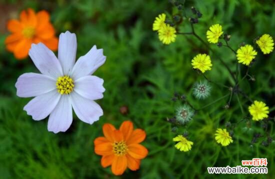 格桑花怎么摘心?格桑花摘心方法