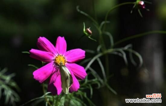 格桑花怎么摘心?格桑花摘心方法