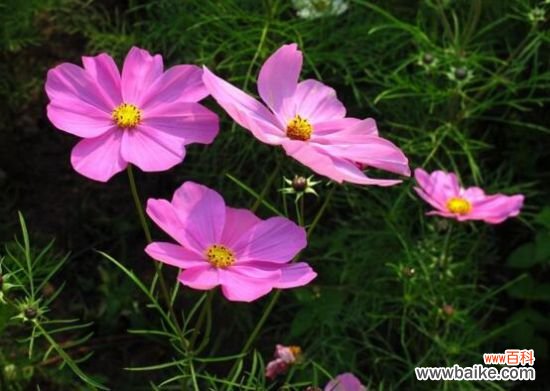 格桑花怎么摘心?格桑花摘心方法