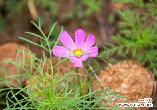 格桑花怎么摘心?格桑花摘心方法