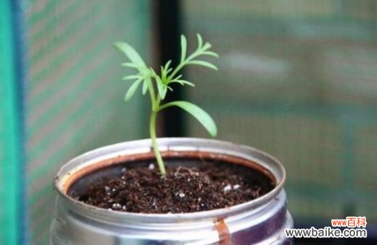 格桑花怎么摘心?格桑花摘心方法