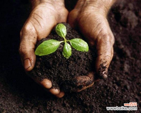 养花用什么土？不同的花要配不同属性的土壤