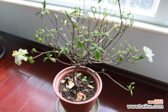 养花用什么土？不同的花要配不同属性的土壤