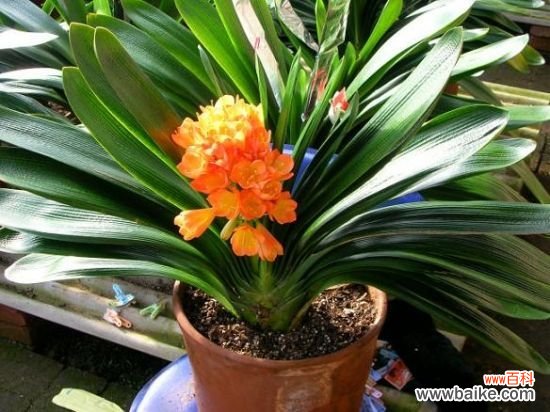 养花用什么土？不同的花要配不同属性的土壤