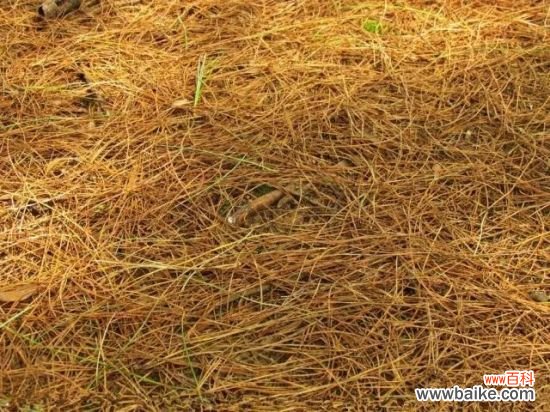 养花用什么土？不同的花要配不同属性的土壤