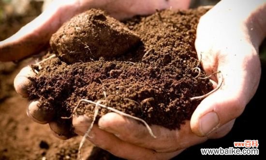 养花用什么土？不同的花要配不同属性的土壤
