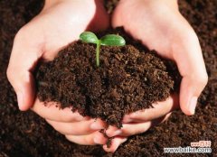 养花用什么土？不同的花要配不同属性的土壤