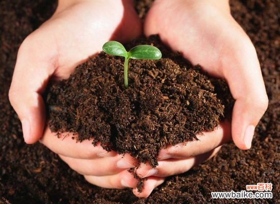 养花用什么土？不同的花要配不同属性的土壤