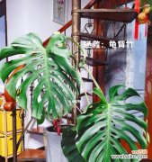 从龟背竹中领悟的生活智慧 龟背竹