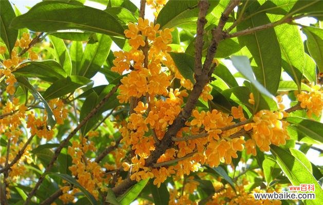 桂花的花语与意义 桂花