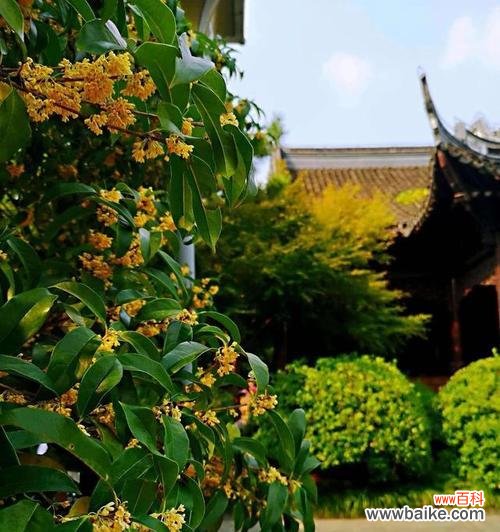 桂花的花语与意义 桂花