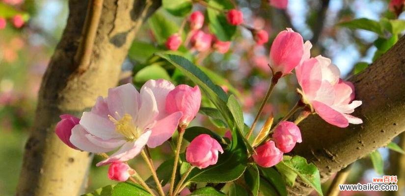 一朵娇艳的花 海棠花的花语与寓意