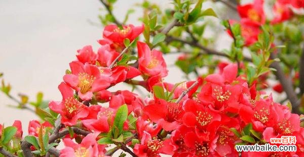 以花语和传说为线索 海棠花的花语与传说