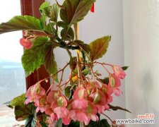 以花开为愿 海棠花开，寓意恒久美好