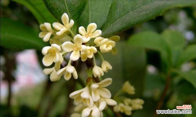 传承千年的香气与美丽 桂花的花语与寓意