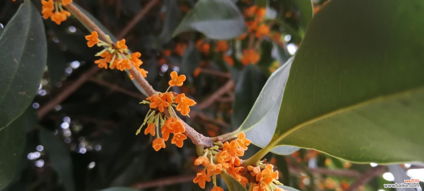 桂花 四季桂花的美丽与意义