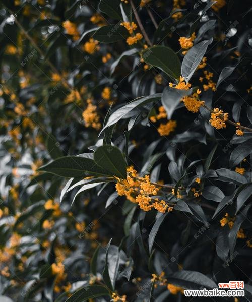 桂花 四季桂花的美丽与意义