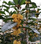 探索桂花花语的深层含义 桂花花语