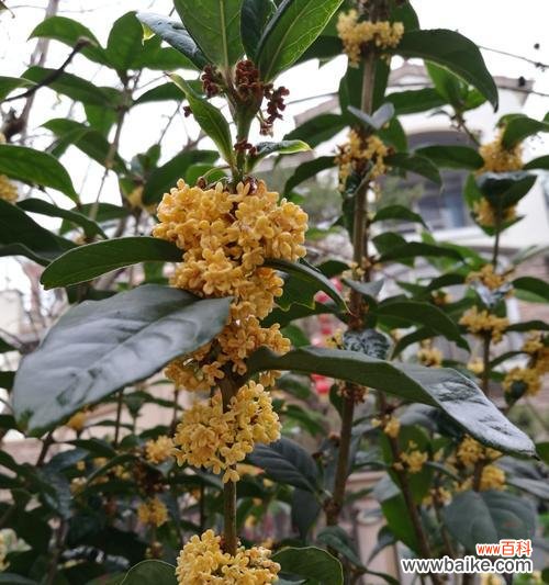 探索桂花花语的深层含义 桂花花语