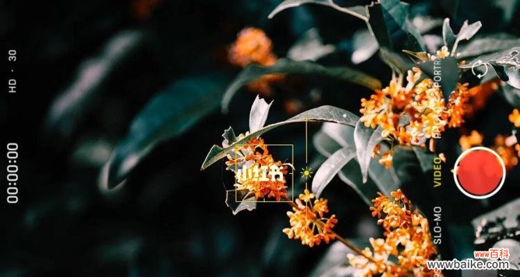 探索桂花花语的深层含义 桂花花语