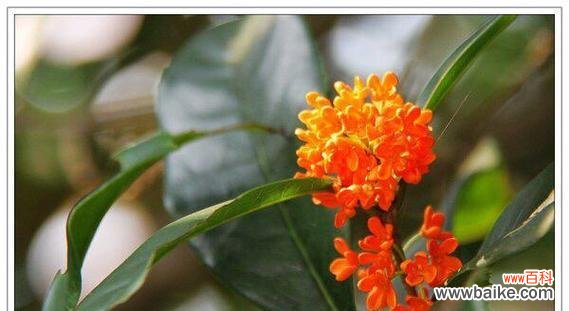 美丽芬芳的桂花 桂花花语的深刻意义