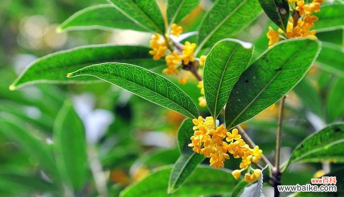 美丽芬芳的桂花 桂花花语的深刻意义