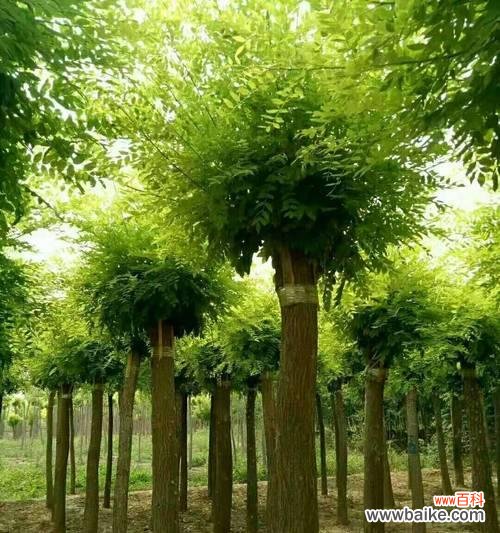 一颗连接历史与未来的绿色使者 国槐树