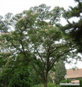 一颗连接历史与未来的绿色使者 国槐树