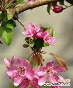 美丽的海棠花与深沉的爱情 海棠花