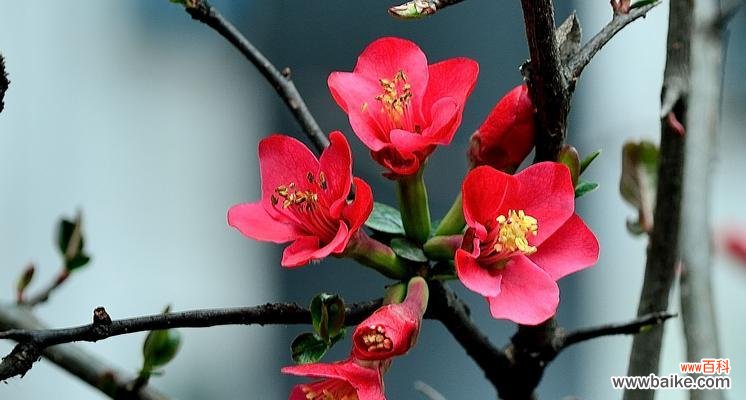 美丽的海棠花与深沉的爱情 海棠花