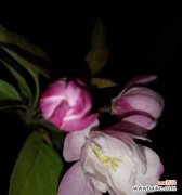 探寻海棠花背后的寓意与情感 海棠花的象征意义