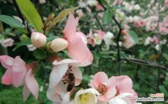 海棠花的美丽传说与情感表达 探寻海棠花的花语与寓意