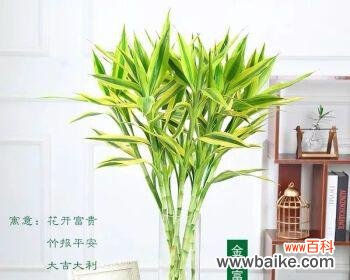 竹子象征着什么意义？竹子的寓意和文化价值是什么？