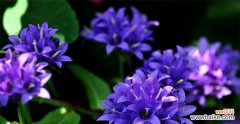 紫斑风铃草花语是什么？了解其独特含义和象征意义？
