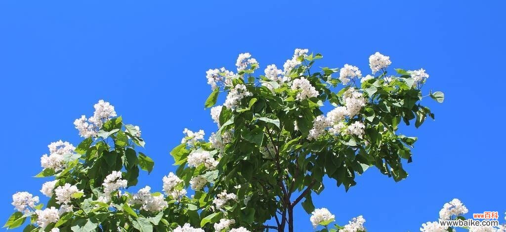 梓树的寓意和象征是什么？如何在园林设计中应用？