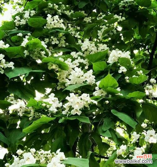 梓树的寓意和象征是什么？如何在园林设计中应用？