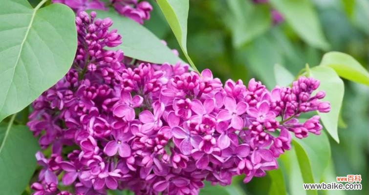 紫丁香的花语是什么?了解紫丁香的象征意义和用途?