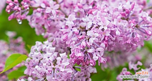 紫丁香象征着什么?紫丁香的花语有哪些含义?