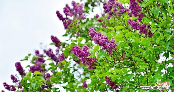 紫丁香象征着什么?紫丁香的花语有哪些含义?