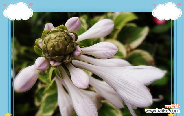 紫萼的文化背景有哪些?