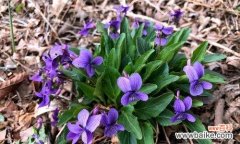 紫花地丁花语是什么？它有哪些寓意和象征意义？