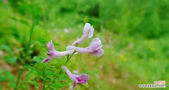 紫堇的花语是什么？紫堇的传说有哪些？