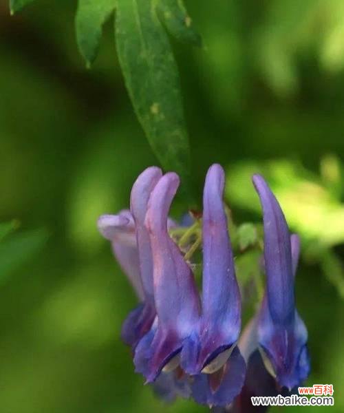 紫堇的花语是什么？紫堇的传说有哪些？