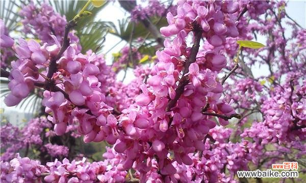 紫堇花花语是什么？如何正确解读紫堇花的含义？