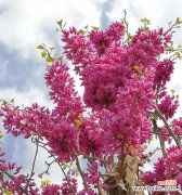 紫荆花象征着什么？紫荆花的花语有哪些含义？