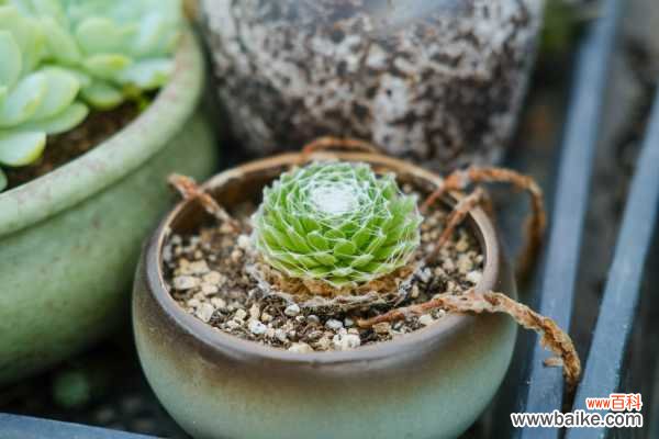 蛛丝卷绢黄叶的原因和处理办法