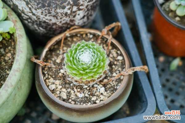 蛛丝卷绢黄叶的原因和处理办法