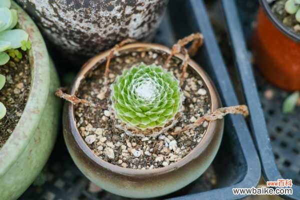 蛛丝卷绢黄叶的原因和处理办法