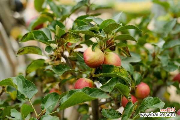 海棠花上有很多小黑虫怎么办