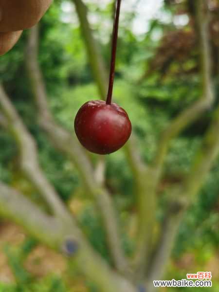 海棠花上有很多小黑虫怎么办